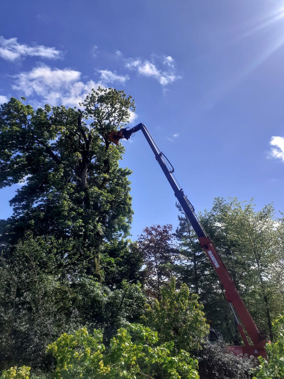 Manitou telehandler reaching into tree canopy on a bright day