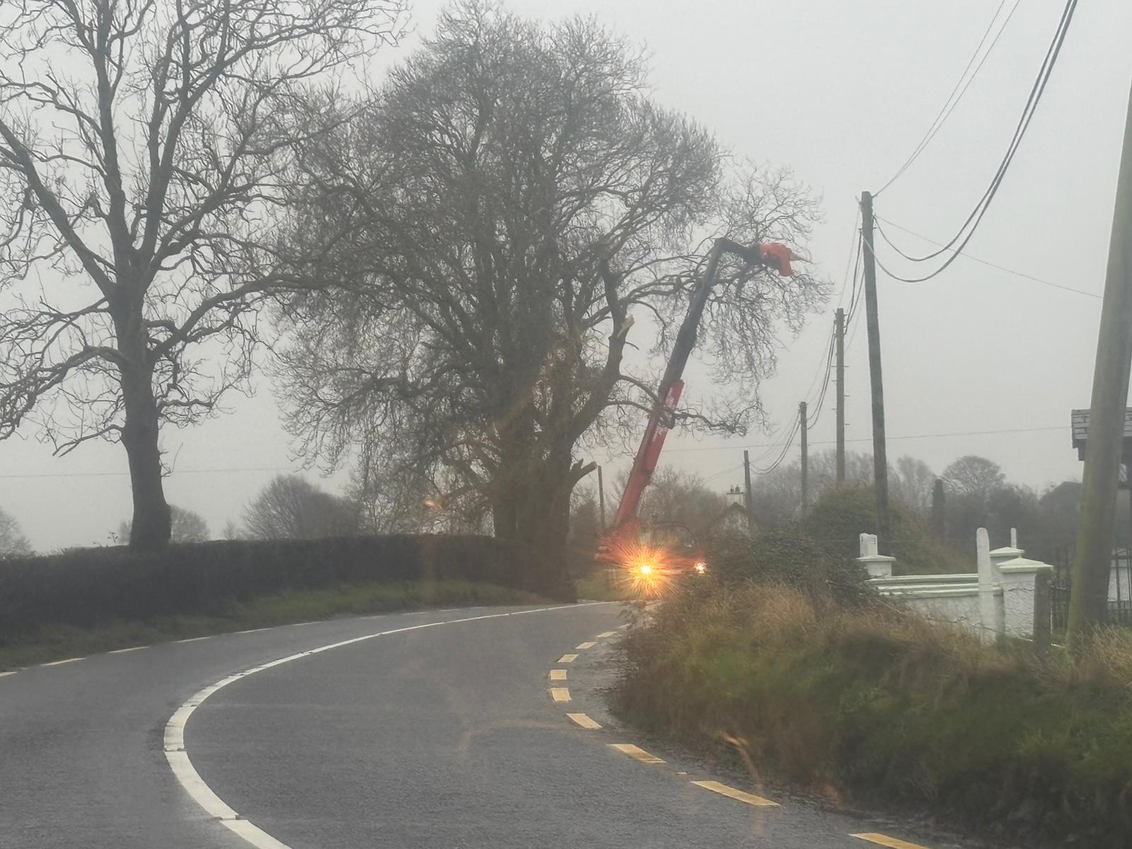 Red Manitou reaching into a mature roadside tree on a foggy lane