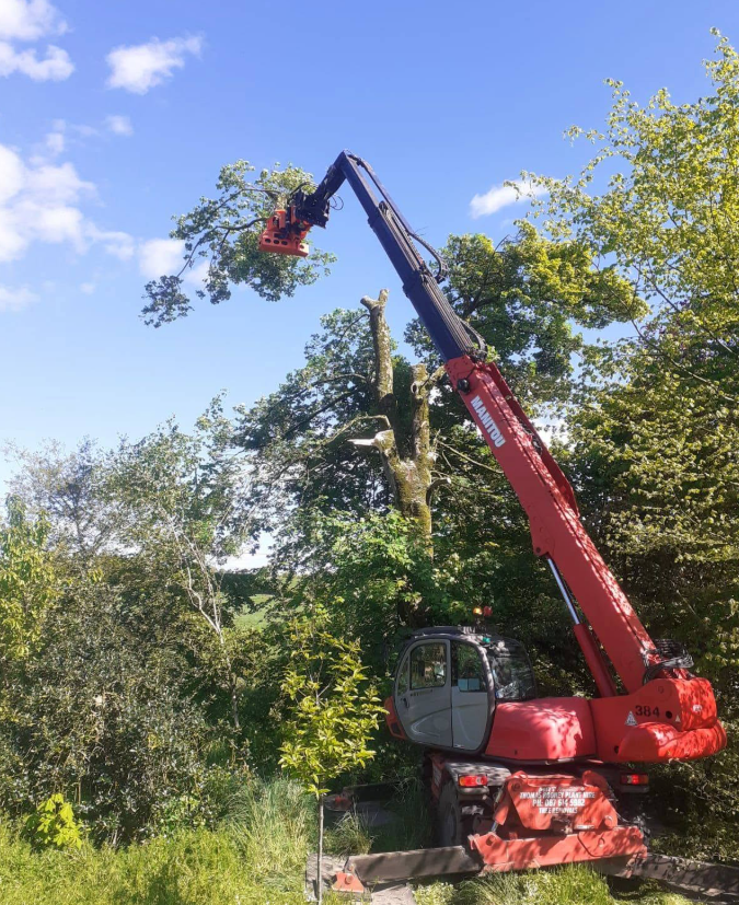 Mature tree dismantling in summer conditions
